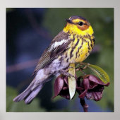 Cape May Warbler Bird Lovers Poster (Voorkant)