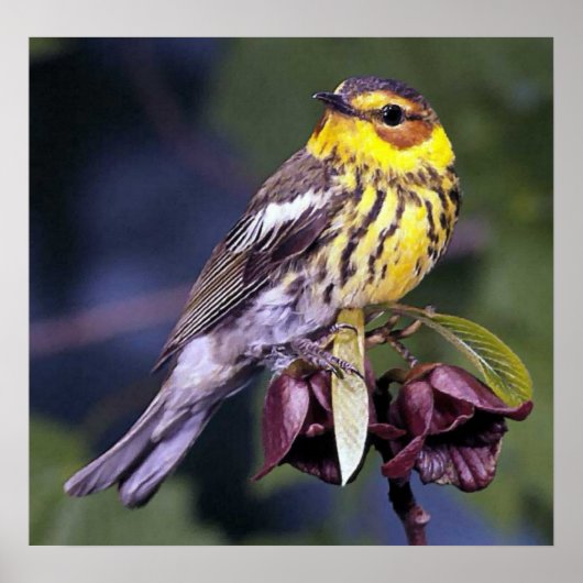 Cape May Warbler Bird Lovers Poster (Voorkant)