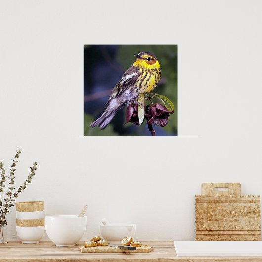 Cape May Warbler Bird Lovers Poster (Keuken)