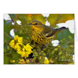 Cape May Warbler met bloeiende mahonia