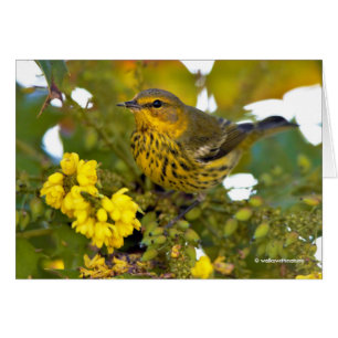 Cape May Warbler met bloeiende mahonia
