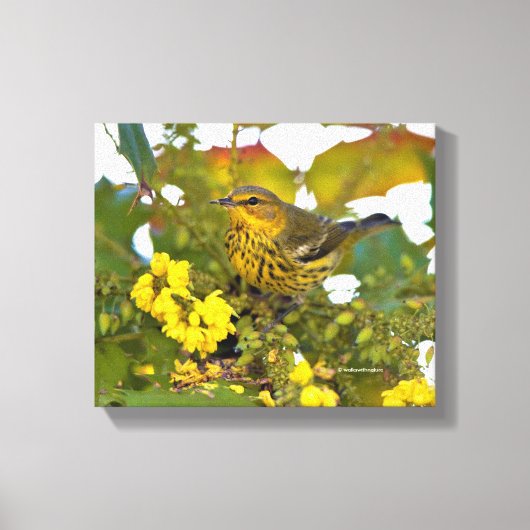 Cape May Warbler met bloeiende mahonia Canvas Afdruk (Voorkant)