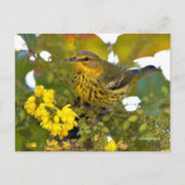 Cape May Warbler Songbird met bloeiende mahonia Briefkaart (Voorkant)