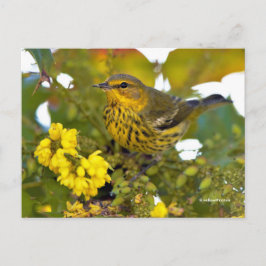 Cape May Warbler Songbird met bloeiende mahonia Briefkaart