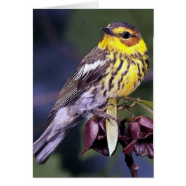 Cape May Warbler Vogelcadeaus