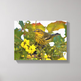 Cape May Zanger met Bloeiende Mahonia Canvas Afdruk