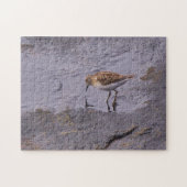 Cape Neddick Least Sandpiper Legpuzzel (Horizontaal)