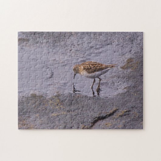 Cape Neddick Least Sandpiper Legpuzzel (Horizontaal)