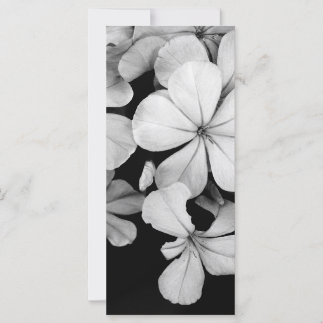 Cape plumbago (Voorkant)