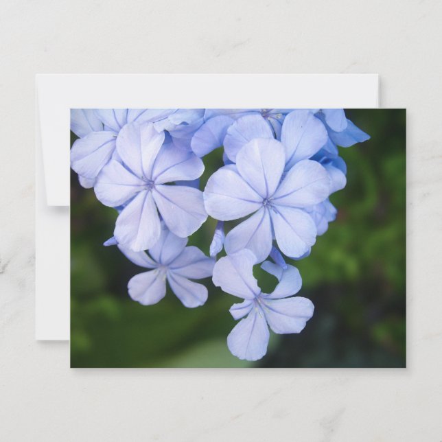 Cape plumbago (Voorkant)
