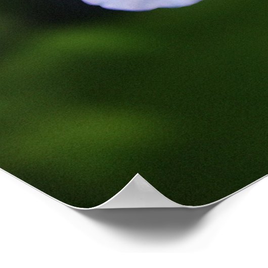 Cape plumbago poster (Hoek)