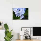 Cape plumbago poster (Thuiskantoor)