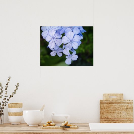 Cape plumbago poster (Keuken)