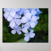 Cape plumbago poster (Voorkant)