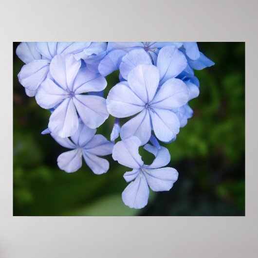 Cape plumbago poster (Voorkant)