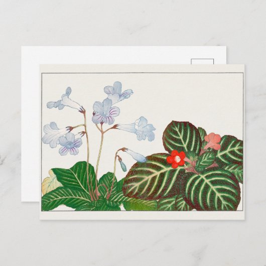 Cape primrose, vlamviolet door Tanigami Konan Briefkaart (Voorkant / Achterkant)