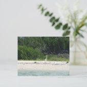 Cape Sable, Fl. Briefkaart (Staand voorkant)