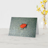 Cape Tribulation Kaart (Gele Bloem)