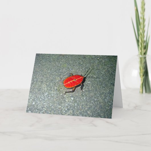 Cape Tribulation Kaart (Voorkant)