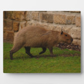 capibara fotoplaat (Voorkant)