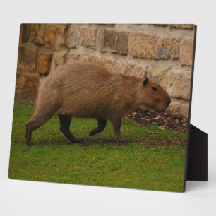 capibara fotoplaat