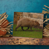 capibara fotoplaat (Zijkant)