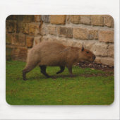 capibara muismat (Voorkant)