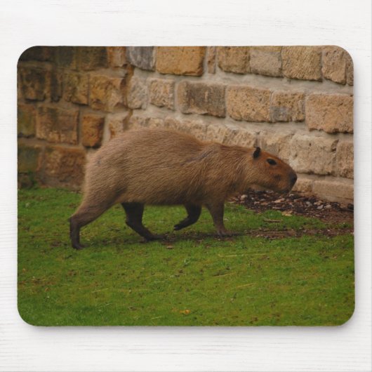 capibara muismat (Voorkant)