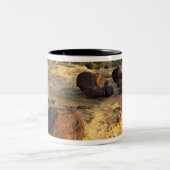 CAPITOL REEF NATIONAAL PARK, UTAH. VS. TWEEKLEURIGE KOFFIEMOK (Center)