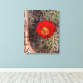 Capitol Reef National Park, Claret Cup Cactus Canvas Afdruk (Insitu (Houten vloer))