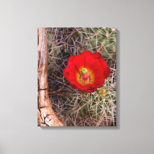 Capitol Reef National Park, Claret Cup Cactus Canvas Afdruk