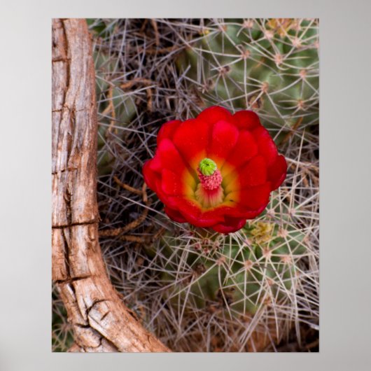 Capitol Reef National Park, Claret Cup Cactus Poster (Voorkant)