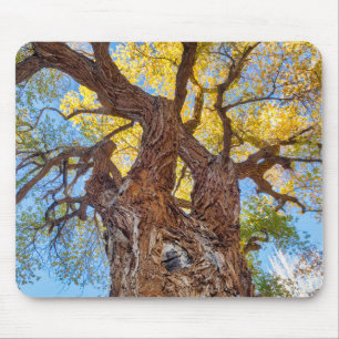 Capitol Reef National Park, Katoenboom Muismat