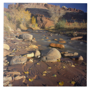 CAPITOL REEF NATIONAL PARK, UT, VS, katoenboom Tegeltje