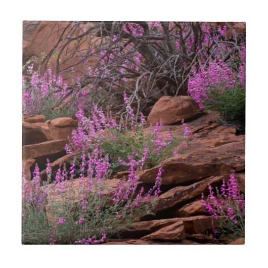 Capitol Reef National Park, Utah, VS Tegeltje (Voorkant)
