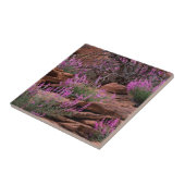 Capitol Reef National Park, Utah, VS Tegeltje (Zijkant)