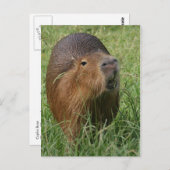 Caplin Rous eet Grass Briefkaart (Voorkant / Achterkant)