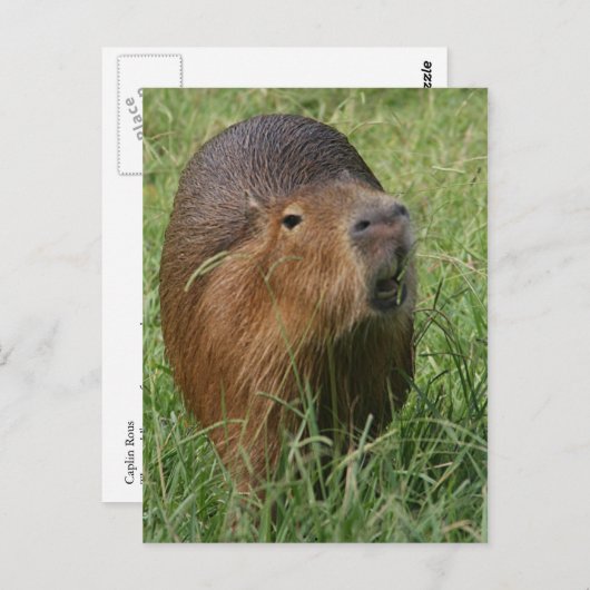 Caplin Rous eet Grass Briefkaart (Voorkant / Achterkant)