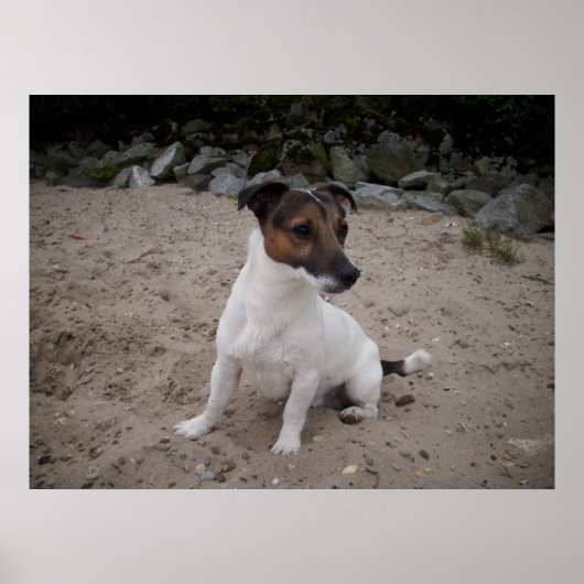 Capo von Oppenheim, Jack Russell Dog Poster (Voorkant)