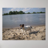 Capo von Oppenheim, Jack Russell Dog Poster (Voorkant)