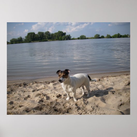 Capo von Oppenheim, Jack Russell Dog Poster (Voorkant)