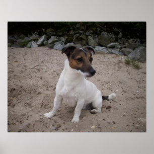 Capo von Oppenheim, Jack Russell hond Poster