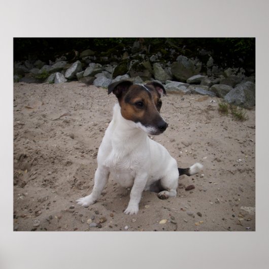 Capo von Oppenheim, Jack Russell hond Poster (Voorkant)