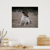 Capo von Oppenheim, Jack Russell hond Poster (Keuken)