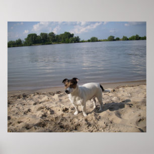 Capo von Oppenheim, Jack Russell hond Poster