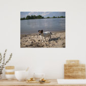 Capo von Oppenheim, Jack Russell hond Poster (Keuken)