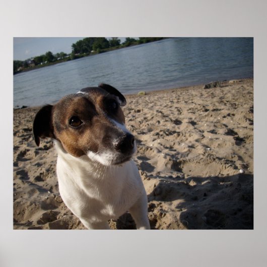 Capo von Oppenheim, Jack Russell hond Poster (Voorkant)