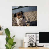 Capo von Oppenheim, Jack Russell hond Poster (Thuiskantoor)