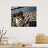 Capo von Oppenheim, Jack Russell hond Poster (Keuken)