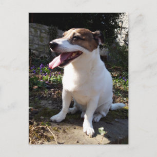 Capo von Oppenheim, Jack Russell Terrier Dog Briefkaart
